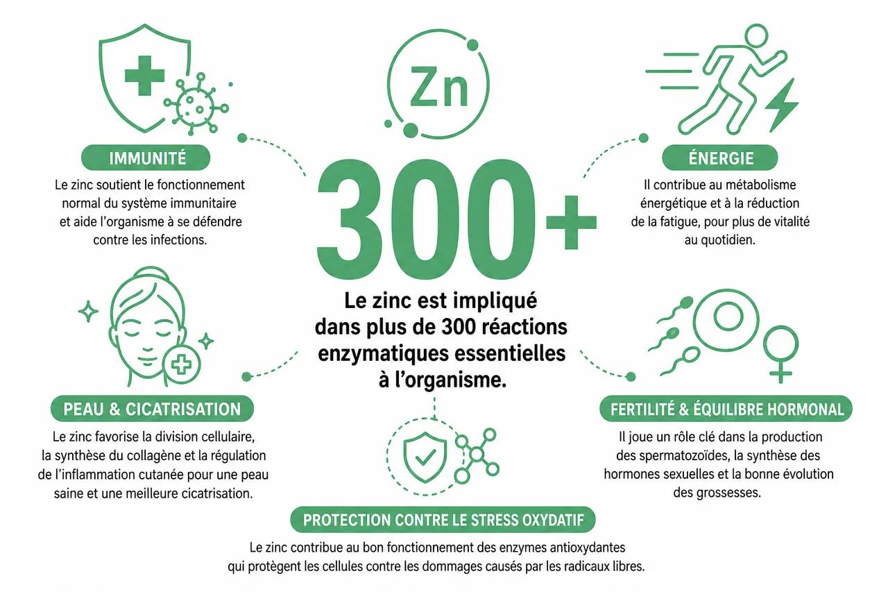 Alimentation riche en zinc: quels aliments privilégier pour l’immunité et l’énergie? , Bienfaits du zinc pour la santé et prévention des carences